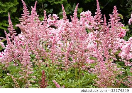 A brilliant group of Ashirabe 32174269