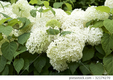 Garden Norinoki Annabel 32174270