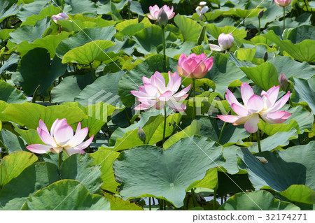 Lotus flower 32174271