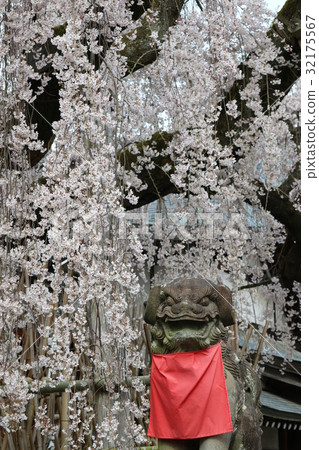 Weeping cherry tree and guardian lioness 32175567