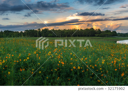 Flower field during beautiful sunset 32175902