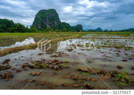 Rice field before growing season Rice field before growing season 32175917
