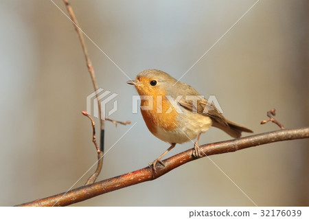 European Robin (Erithacus rubecula) on a twig  32176039