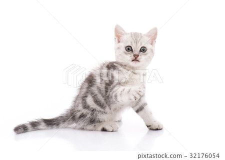 Cute American Shorthair kitten 32176054