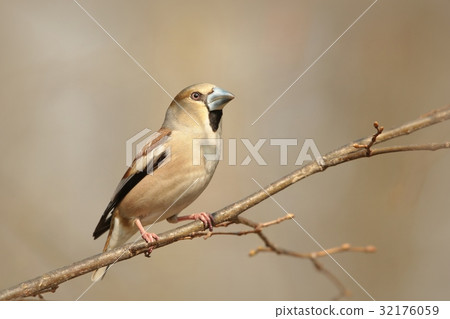 Female Hawfinch (Coccothraustes coccothrautes) 32176059