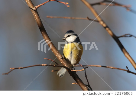 Blue tit (Parus caeruleus) on a twig 32176065