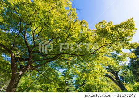 New green image 32176248