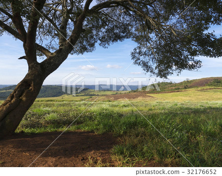 Tree shadow 32176652