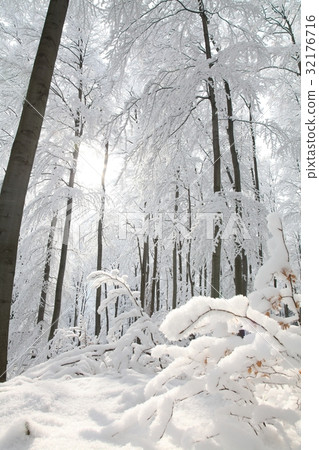 Winter beech forest on a frosty sunny morning Winter beech forest on a frosty sunny morning 32176716
