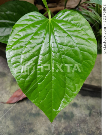 closed up piper lolot 32176908