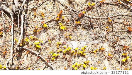 in the wall with natural branch 32177111