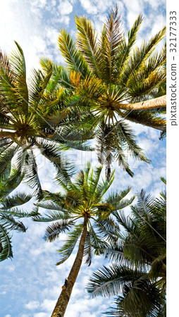 palm leaf and branch view from down 32177333