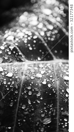 some drops in a leaf after the  rain 32177348