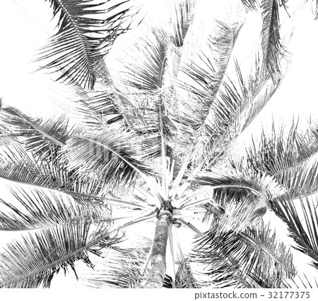 palm leaf and branch view from down 32177375