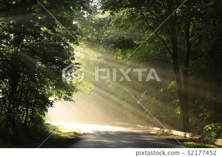 Rural road through the forest on a foggy morning 32177452