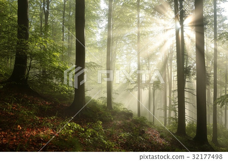 Foggy, sunny morning in spring forest Foggy, sunny morning in spring forest 32177498
