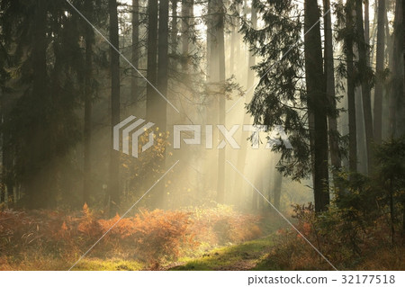 Coniferous forest on a foggy autumn morning  32177518