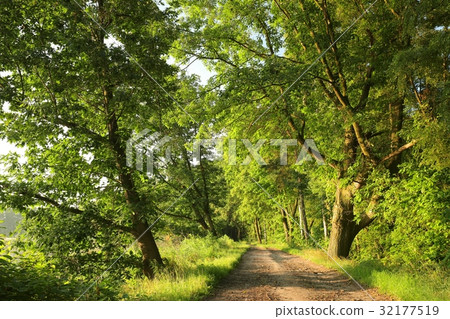 Dirt road between the oak trees at dawn  32177519