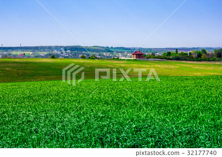 Field of green rye 32177740