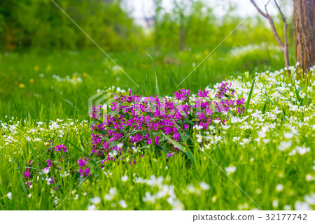 Wild flowers with short focus Wild flowers with short focus 32177742