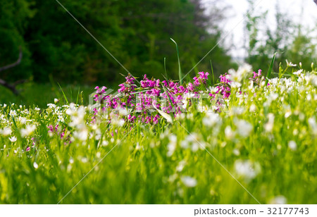 Wild flowers with short focus Wild flowers with short focus 32177743