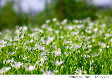 wildflowers with short focus wildflowers with short focus 32177744