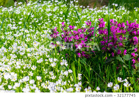 Wild flowers with short focus Wild flowers with short focus 32177745
