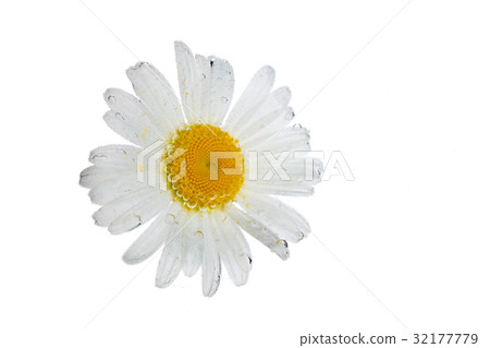 Chamomile with bubbles of soda 32177779