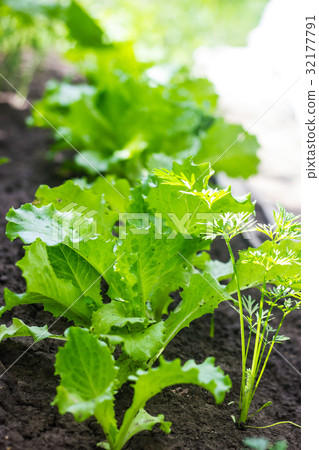 Lettuce on the garden bed Lettuce on the garden bed 32177791