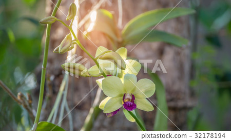 fresh green and purple orchids 32178194