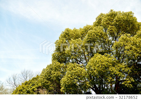 站立的木頭 32178652