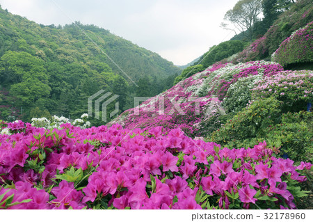 Azalea of Sansei Park Azalea of Sansei Park 32178960