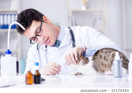 Cat visiting vet for regular check up Cat visiting vet for regular check up 32179164