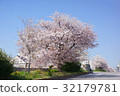 Cherry Blossoms	 32179781