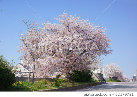 Cherry Blossoms	 32179781