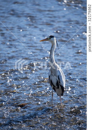 Gray heron 32179862