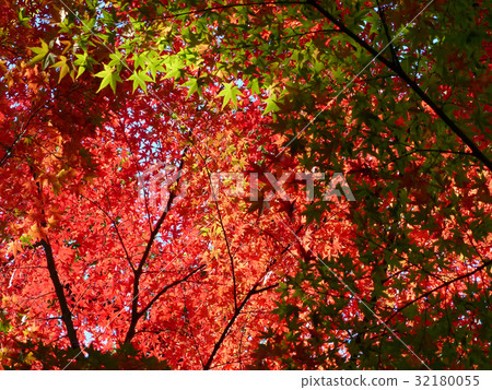 秋葉漸變 秋葉漸變 32180055