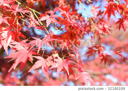 Autumn leaves 32180109