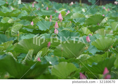 蓮花 蓮花 32180670
