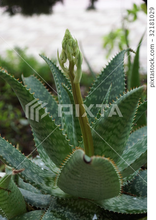 Succulent plant Succulent plant 32181029