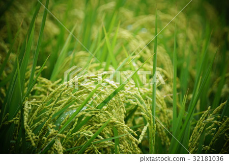 稻子 稻子 32181036