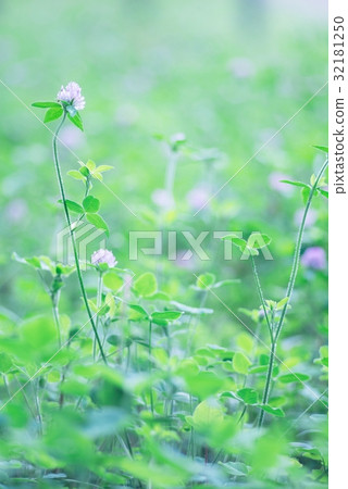 Hakko · · red clover 32181250