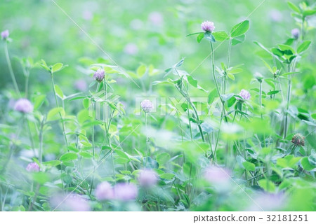 Hakko · · red clover 32181251