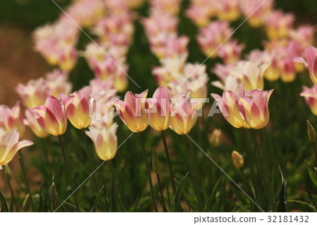 Churupppu 2599 32181432