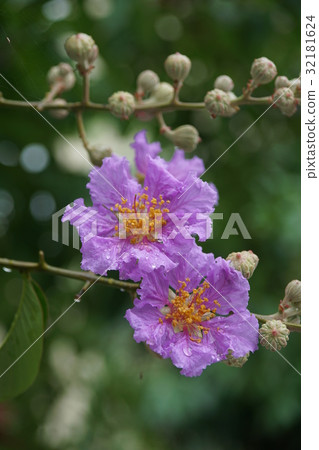 大花紫薇 大花紫薇 32181624