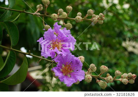 Big flower Big flower 32181626