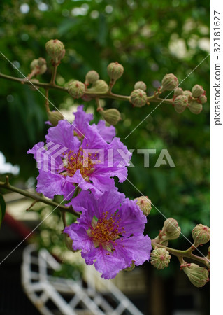 Big flower Big flower 32181627