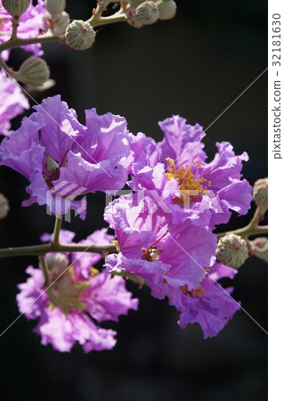 Big flower Big flower 32181630