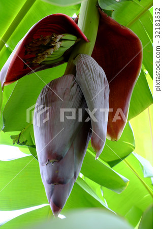 bunch of banana with flower 32181852