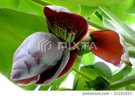 bunch of banana with flower 32181853